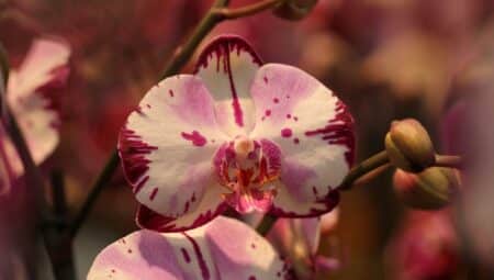 Orkide Bakımı (Orchidaceae) Nesli Tükenmekte Olan 5 Orkide