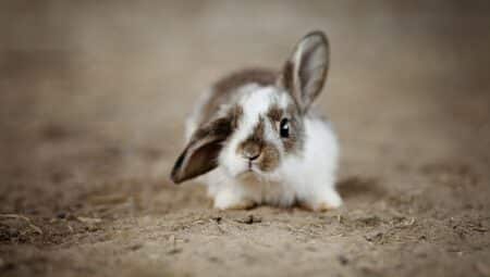Tavşanın kaç ayağı var ? Tavşanlar Hakkında Genel Bilgi