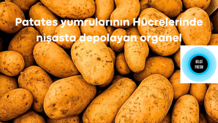 Patates yumrularının hücrelerinde nişasta depolayan organel Nedir?