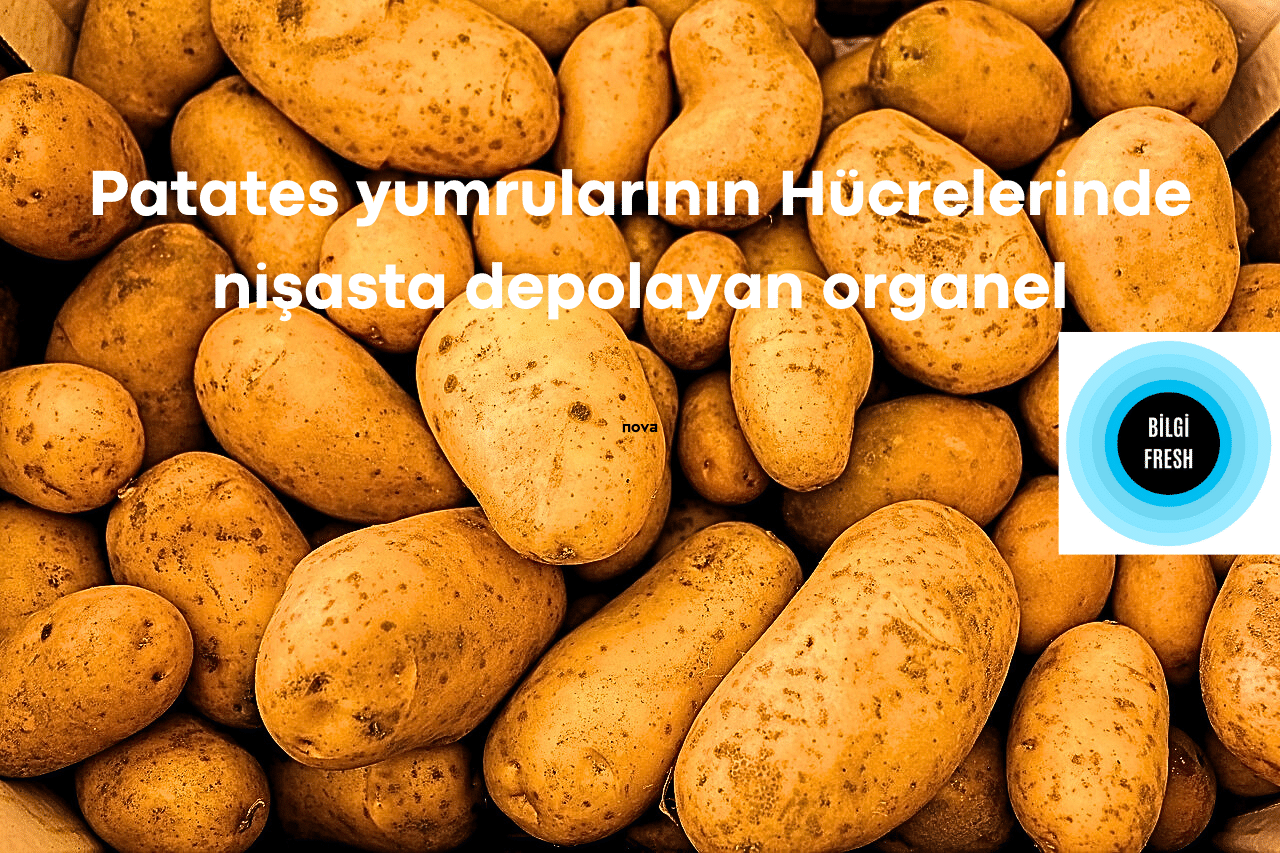 patates yumrularının hücrelerinde nişasta depolayan organel